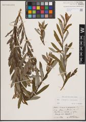 Foto von Salix eleagnos Scop. x Salix purpurea L.